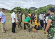 Batuud Koramil 1420-01/Panca Lautang Komandoi Revolusi Hijau