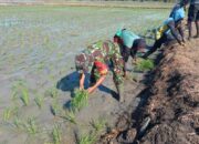 Babinsa Desa Kanie Dampingi Petani, Bukti Nyata TNI Dekat Rakyat
