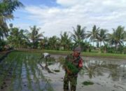 Bukan Konten, Ini Aksi Nyata Babinsa Desa Padangloang