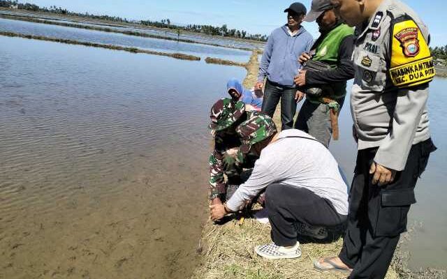 Taktik Babinsa Desa Kampale Jadi Senjata Lawan Hama