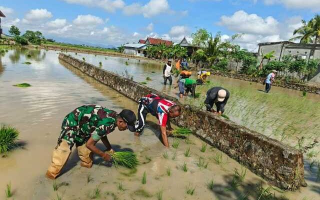 Babinsa Desa Bulo Wattang Sinergi dengan Petani