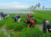 Babinsa Kelurahan Empagae Dampingi Petani Tanam Padi