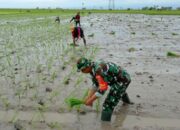 Babinsa Empagae di Tengah Sawah, Bukti TNI Hadir untuk Rakyat