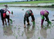 Babinsa Desa Damai Bikin Sawah Hidup Lagi! Ini Aksinya