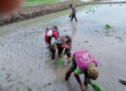 Pendampingan Babinsa Desa Damai dari Koramil 03/Maritengngae, Serka Darwis