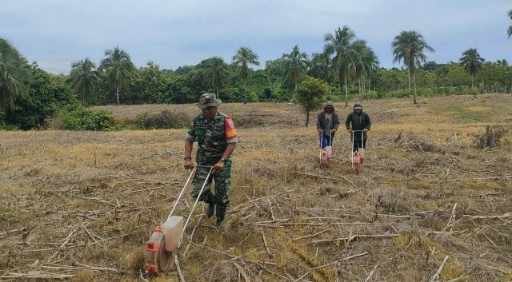 Aksi Babinsa Koramil 06/Panca bersama warga Desa Mario saat gotong royong di lahan jagung Kecamatan Kulo, Sidrap