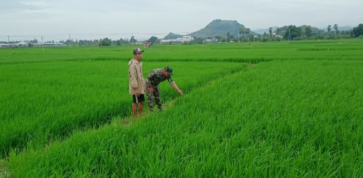 Babinsa Desa Takkalasi dampingi petani di sawah pantau pertumbuhan padi di Sidrap