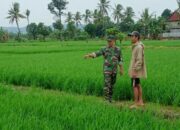 Minggu Pagi, Babinsa Desa Takkalasi Bikin Geger Sawah Warga
