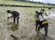 Babinsa Kelurahan Sidenreng Aktif Dukung Swasembada Pangan