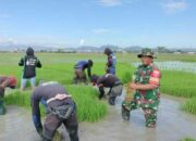 Babinsa Kelurahan Wala Kembali Turun Sawah!