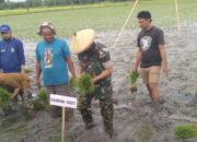 Gebrakan Komandan Kodim 1420/Sidrap di Lahan Padi