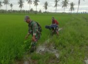 Babinsa Koramil 05 Turun Sawah! Warga Heboh Lihat Aksinya