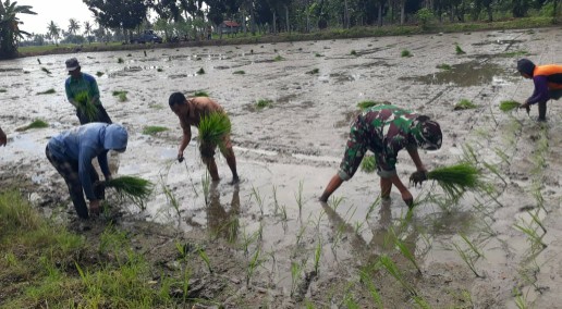Petani dan Babinsa 01/Panca Lautang menanam padi bersama di sawah Desa Wanio Timoreng, Sidrap