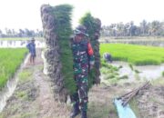 Babinsa 01/Panca Lautang Dukung Langsung Program LTT