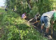 Babinsa Desa Timoreng Panua Selamatkan Sawah!