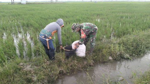 Babinsa Sidenreng bersama petani sedang melakukan pemupukan tanaman padi di sawah tergenang air.