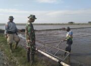 Babinsa Koramil 03 Maritengngae Dukung Tabela di Sidrap