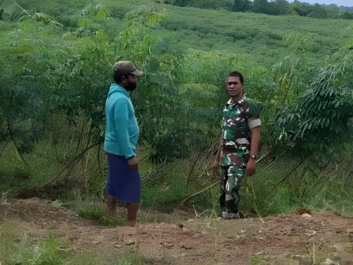 Babinsa Desa Bila Riase dari Koramil 05/Dua Pitue mendampingi petani saat pengolahan dan masa panen di lahan pertanian di Desa Bila Riase, Sidrap.