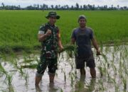 Babinsa Kelurahan Salo Mallori Turun Sawah, Petani Terbantu!