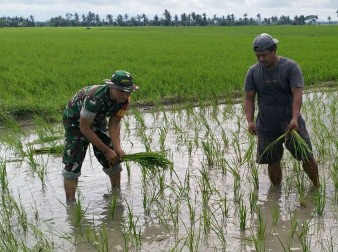 Babinsa Kelurahan Salo Mallori bantu petani tanam padi di sawah tergenang.