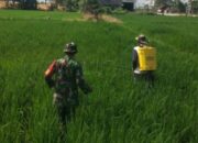 Babinsa Kelurahan Lautang Benteng Viral Usai Bantu Petani