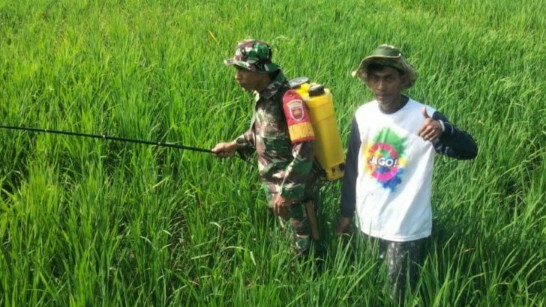 Babinsa Kelurahan Lautang Benteng bantu semprot padi di sawah Sidrap.
