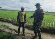 Babinsa Desa Mojong, Diantara Benih, Lumpur, dan Harapan Petani