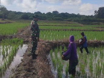Babinsa Desa Mojong dampingi petani tanam padi di sawah Baramming.