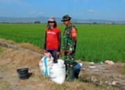 Babinsa Koramil 03 Bantu Petani Garap Sawah 1 Hektare