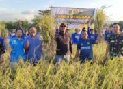 Bupati Sidrap Panen, Harga Padi Tembus Rp7.000!