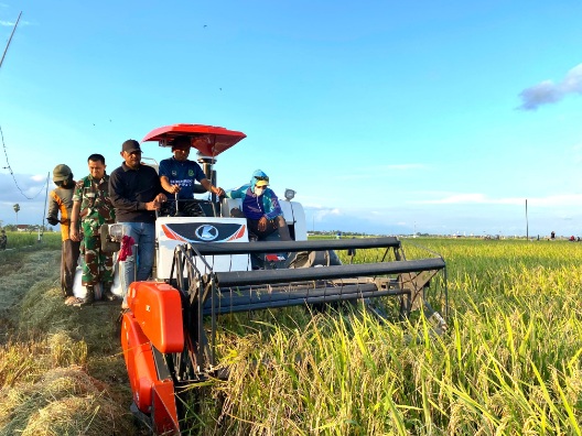 Bupati Sidrap panen padi bersama petani di sawah Desa Takkalasi.