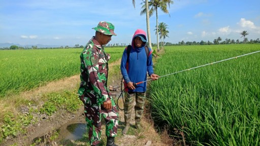 Babinsa 03/Maritengngae dampingi petani semprot hama di sawah Sidrap.