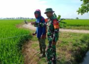 Babinsa Turun Sawah! Hama Padi Disikat di Empagae