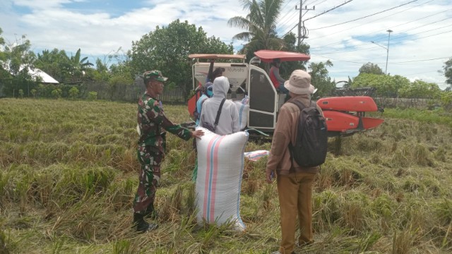 Babinsa dampingi petani panen padi dengan mesin Combine Harvester di Kanyuara Sidrap.