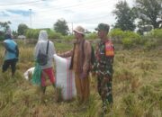 Babinsa Kel. Kanyuara Dampingi Petani Panen Padi