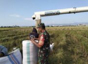 Babinsa Kelurahan Sidenreng Bantu Panen, Petani Sumringah!