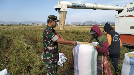 Babinsa Kelurahan Sidenreng bantu petani panen padi di persawahan Sidrap.