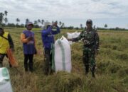 Babinsa Desa Kampale Hadir di Tengah Petani, Jaga Ketahanan Pangan