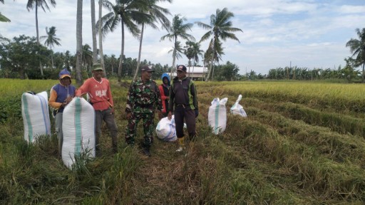 Babinsa Desa Kampale dampingi petani panen padi di sawah Kecamatan Dua Pitue Sidrap