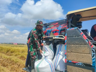 Babinsa membantu panen padi bersama petani di Desa Mario Sidrap.