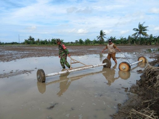 Babinsa dampingi petani Sidrap menggunakan sistem Tabela di sawah Desa Sumpang Mango.