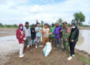 Babinsa Dampingi Petani, Tabela Jadi Solusi