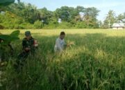 Babinsa dan Petani: Harmoni Jelang Panen di Desa Aka Akae