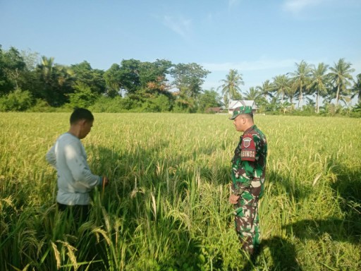 Babinsa Koramil 1420-03/Maritengngae mendampingi petani memantau pertumbuhan padi di Desa Aka Akae, Sidrap, sebagai wujud dukungan ketahanan pangan.