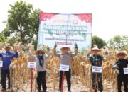 Pimpin Panen Raya Jagung, Kapolres Sidrap: Kami Siap Mendukung Ketahanan Pangan