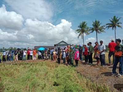 Keramaian warga bersama Bati Tuud Ramil 01/Panca Lautang menghadiri panen perdana di sawah Sidrap sebagai wujud dukungan pertanian.