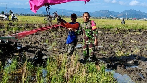 Babinsa Desa Sereang membantu petani membajak sawah dengan traktor di Desa Sereang, Sidrap.