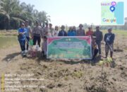 Jagung Harapan Tumbuh di Pamona Barat