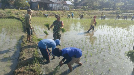 Babinsa Sertu Bohaseng bersama petani menanam padi serentak di sawah Desa Mario, Sidrap, mendukung program IP 300 untuk ketahanan pangan.