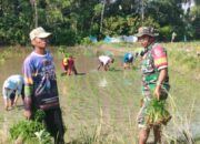 Babinsa Bersama Petani, Wujudkan IP 300 di Tanah Mario